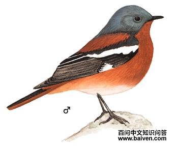 ����ɽ��β��ͼ��