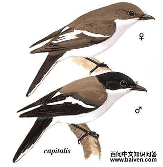 �ֱ�ȵ�V��ͼ��