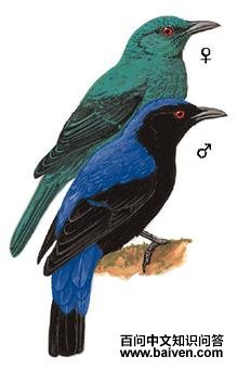 ��ƽ���ͼ��