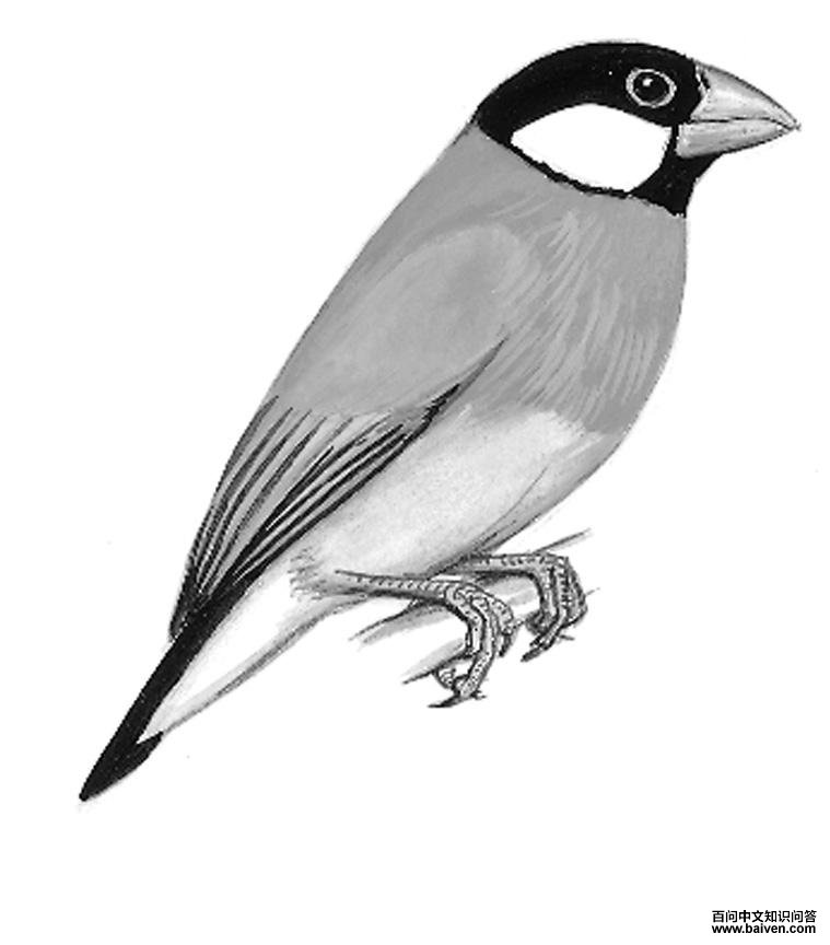 ��ȸ��ͼ��