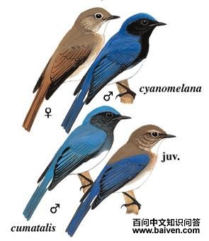 �׸�[��]�l��ͼ��