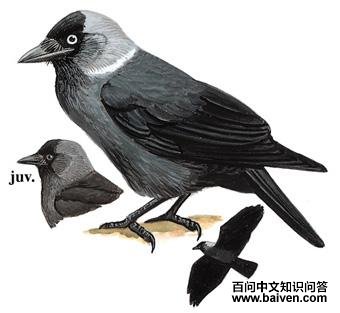 ��ѻ��ͼ��