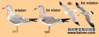 ��Ÿ��ͼ��