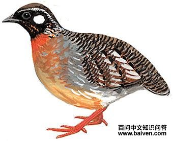 ����ɽ����ͼ��