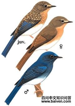 ���������l��ͼ��