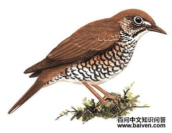 �ⱳ����ͼ��