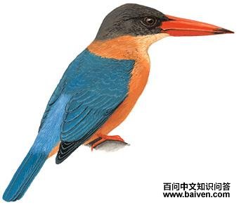 ��������ͼ��