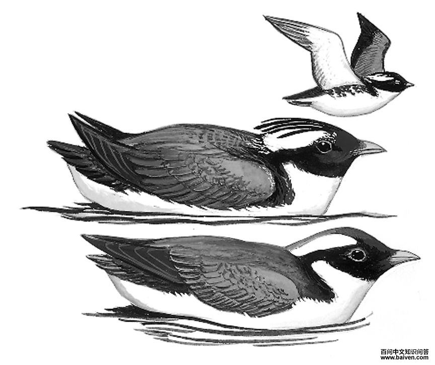 �ں�ȸ��ͼ��