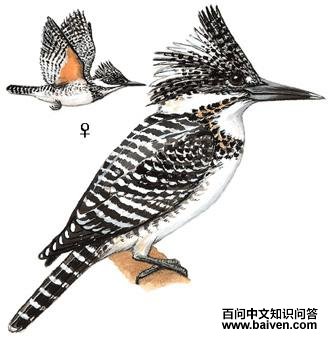 ���㹷��ͼ��