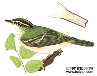 ������ݺ��ͼ��