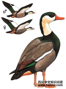 ����Ѽ��ͼ��