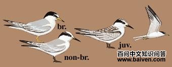 �׶���Ÿ��ͼ��