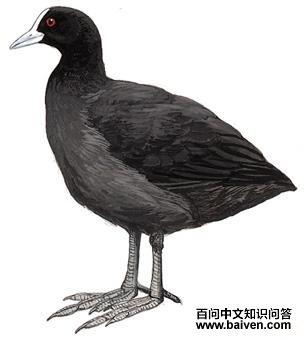 �Ƕ�����ͼ��