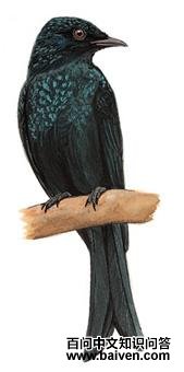 ��ͭɫ��β��ͼ��