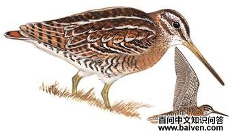 ��ɳ׶��ͼ��