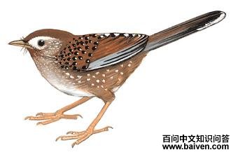 �׵��̵�ͼ��