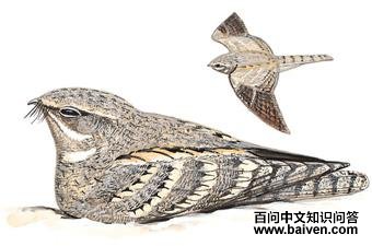 ����ҹӥ��ͼ��