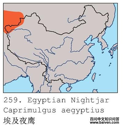 ����ҹӥ�ĵ����ֲ�ͼ