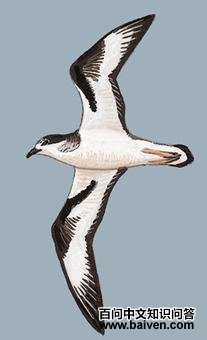 ���Բβ�׵�ͼ��