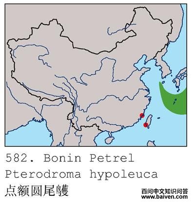 ���Բβ�׵ĵ����ֲ�ͼ