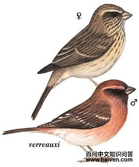 �����ȸ��ͼ��