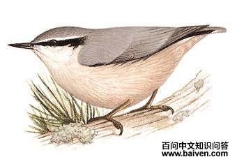 ������ͼ��