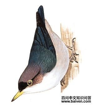 ��������ͼ��