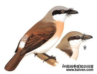 �������V��ͼ��