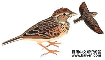 ������ͼ��