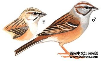 �������c��ͼ��