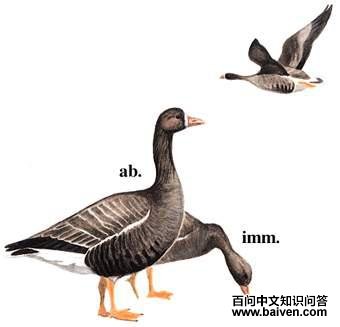 �׶����ͼ��