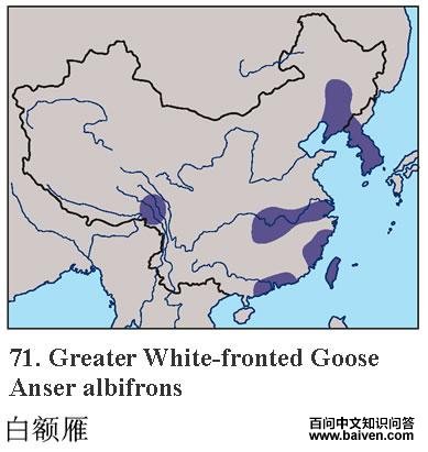 �׶���ĵ����ֲ�ͼ