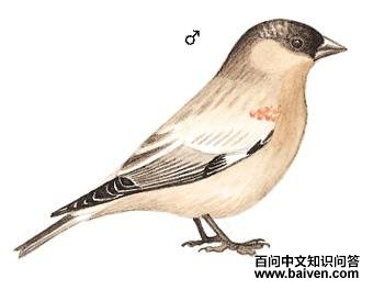 ��ɽ��ȸ��ͼ��