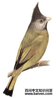 ��ͷȸ���ǵ�ͼ��