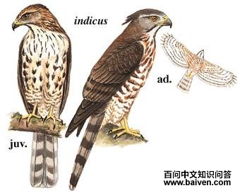 ��ͷӥ��ͼ��