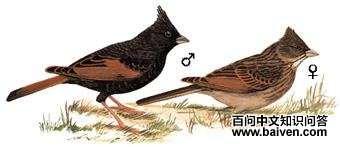 ��ͷ�c��ͼ��