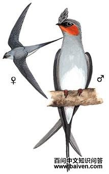 ��ͷ�����ͼ��