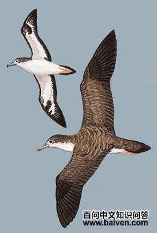 �׶��׵�ͼ��