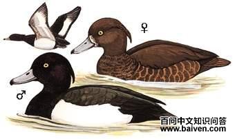 ��ͷǱѼ��ͼ��