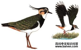 ��ͷ�󼦵�ͼ��