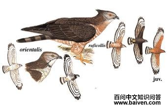 ��ͷ��ӥ��ͼ��