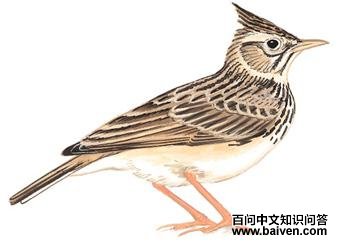 ��ͷ�����ͼ��