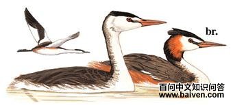 ��ͷ������ͼ��