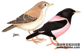 �ۺ�����ͼ��