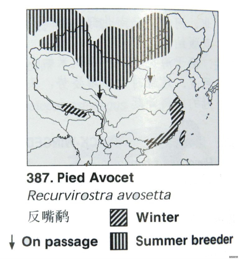 �����ֵĵ����ֲ�ͼ