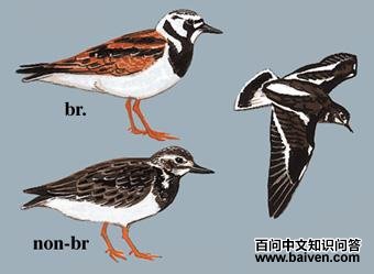 ��ʯ�ֵ�ͼ��