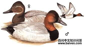 ����ǱѼ��ͼ��