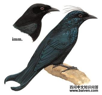 ���ھ�β��ͼ��