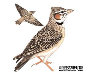 ���߰����ͼ��