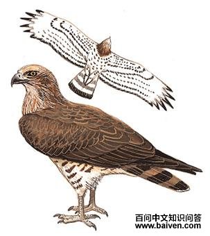 ��ֺ���ͼ��